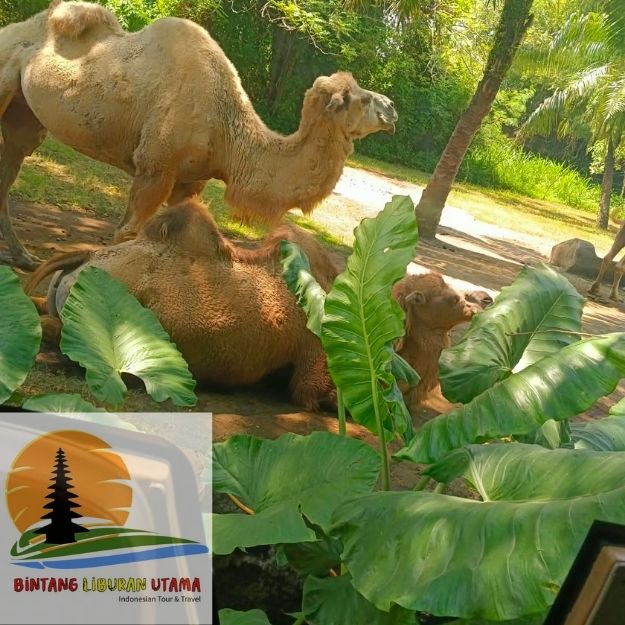 tempat wisata di bali untuk anak kecil